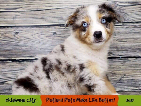 Australian Shepherd DOG Male Blue Merle White and Tan 360 Petland Oklahoma City & Tulsa