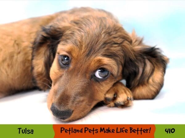 Dachshund DOG Male Red 410 Petland Oklahoma City & Tulsa