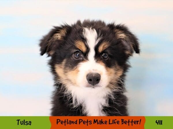 Miniature Australian Shepherd DOG Female Black / Tan 411 Petland Oklahoma City & Tulsa