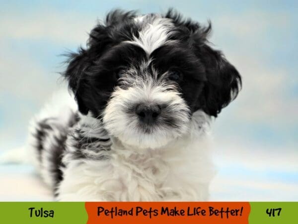 Teddy Bear DOG Female Black and White 417 Petland Oklahoma City & Tulsa