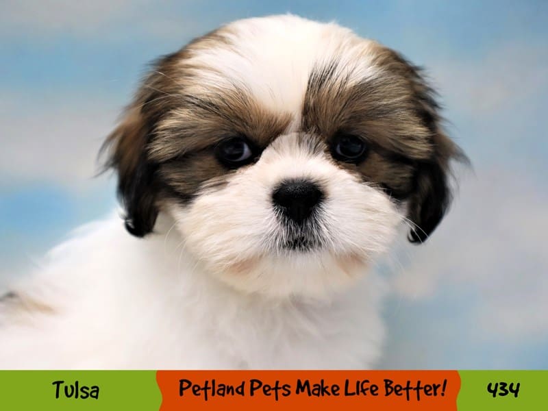 Shih Tzu Puppy Red / White ID:434 Located at Petland Oklahoma City