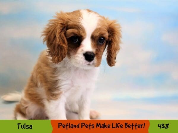 Cavalier King Charles Spaniel DOG Female Blenheim 438 Petland Oklahoma City & Tulsa