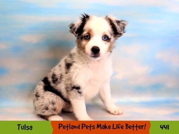 Miniature Australian Shepherd DOG Male Blue Merle 441 Petland Oklahoma City & Tulsa