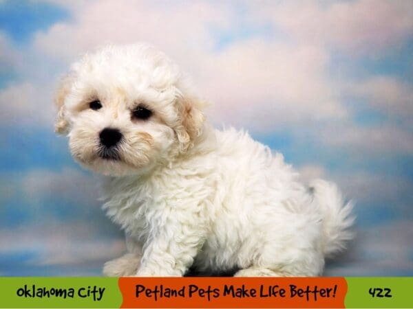 Teddy Bear DOG Male White 422 Petland Oklahoma City & Tulsa