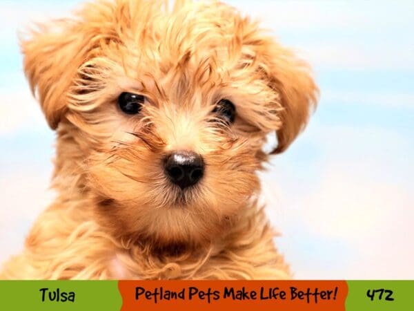 Yorkiepoo DOG Male Gold 472 Petland Oklahoma City & Tulsa