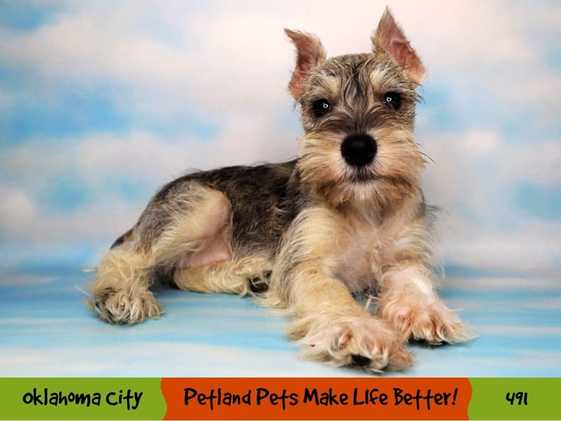 Best miniature schnauzer puppies for sale yorkshire 2025