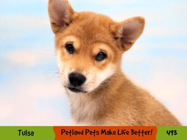 Shiba Inu DOG Female Red 493 Petland Oklahoma City & Tulsa