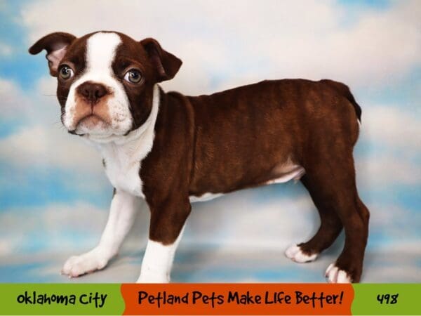 Boston Terrier DOG Male Seal and White 498 Petland Oklahoma City & Tulsa