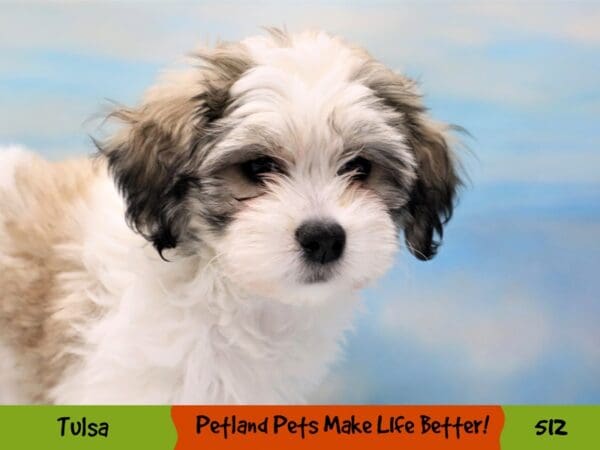 Teddy Bear DOG Female Gold and White 512 Petland Oklahoma City & Tulsa