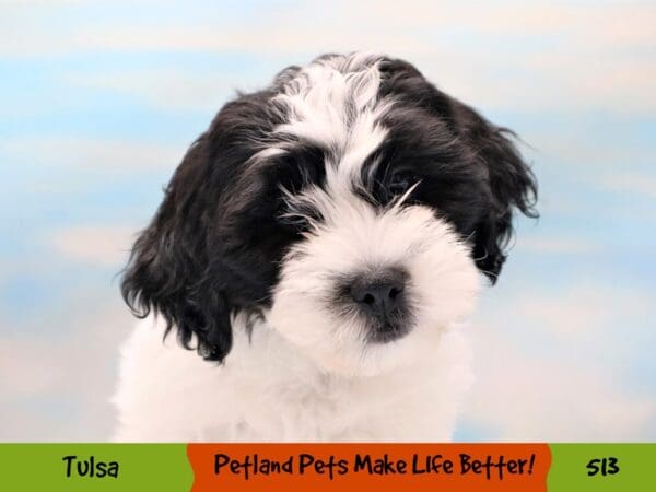 Teddy Bear DOG Male Black and White 513 Petland Oklahoma City & Tulsa