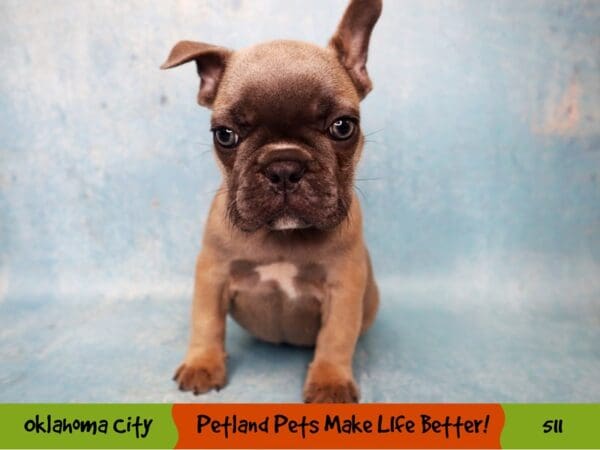 French Bulldog DOG Female Blue Fawn 511 Petland Oklahoma City & Tulsa