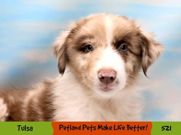 Australian Shepherd DOG Male Red Merle 521 Petland Oklahoma City & Tulsa