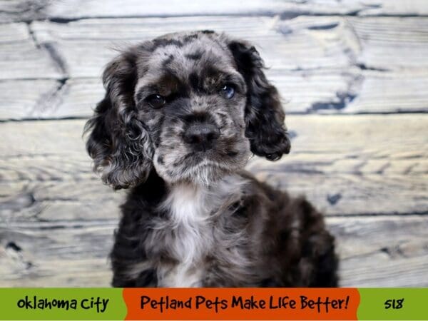 Cocker Spaniel DOG Male Blue Roan 518 Petland Oklahoma City & Tulsa