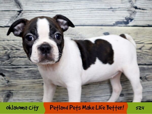 Boston Terrier DOG Female White and Brindle 524 Petland Oklahoma City & Tulsa