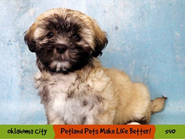 Lhasa Apso DOG Female Fawn 540 Petland Oklahoma City & Tulsa