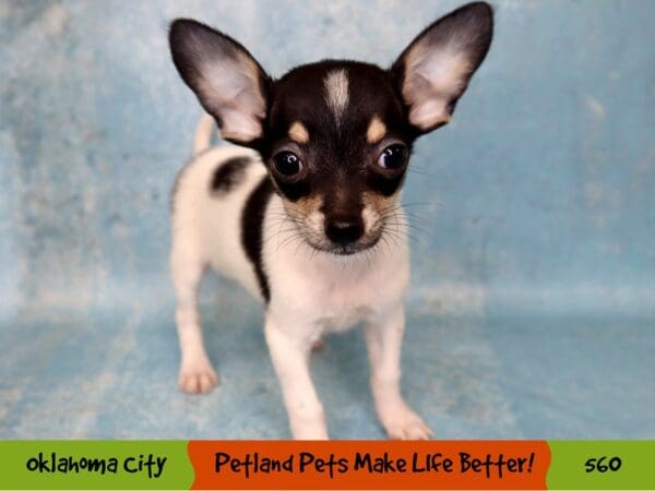 Chihuahua DOG Male Black and Tan 560 Petland Oklahoma City & Tulsa