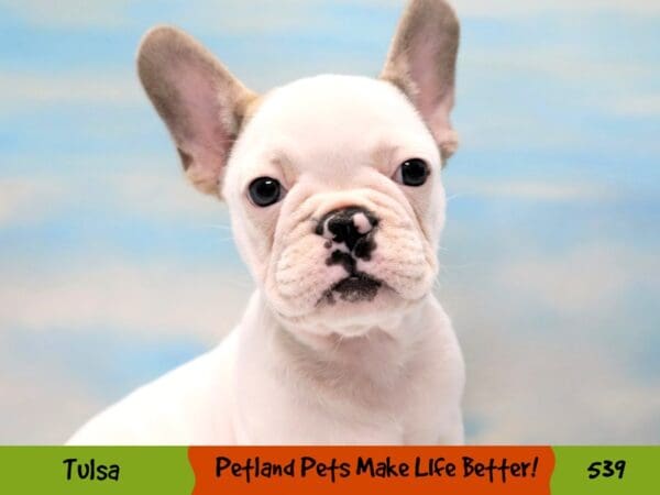 French Bulldog DOG Female Cream 539 Petland Oklahoma City & Tulsa