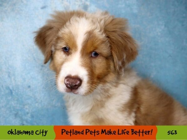 Australian Shepherd DOG Male Red Merle 563 Petland Oklahoma City & Tulsa