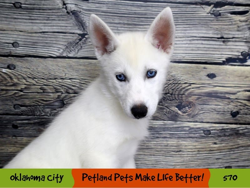 Siberian Husky Puppy White ID:570 Located at Petland Oklahoma City
