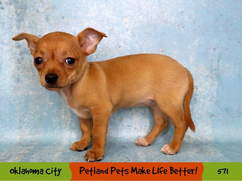 Chihuahua Puppy Red ID:571 Located at Petland Oklahoma City & Tulsa