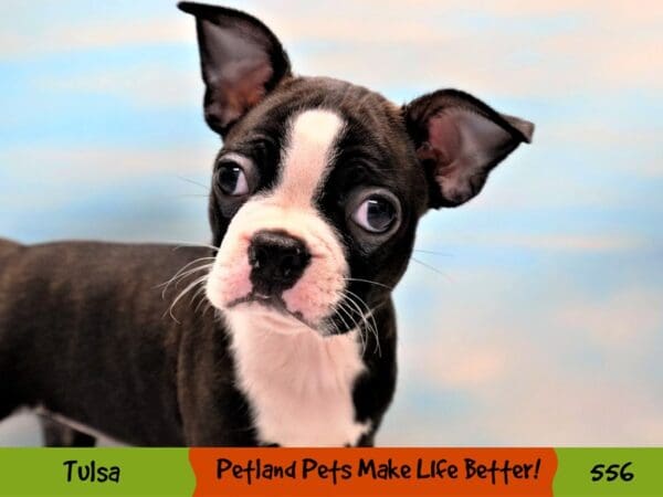 Boston Terrier DOG Female Black Brindle and White 556 Petland Oklahoma City & Tulsa