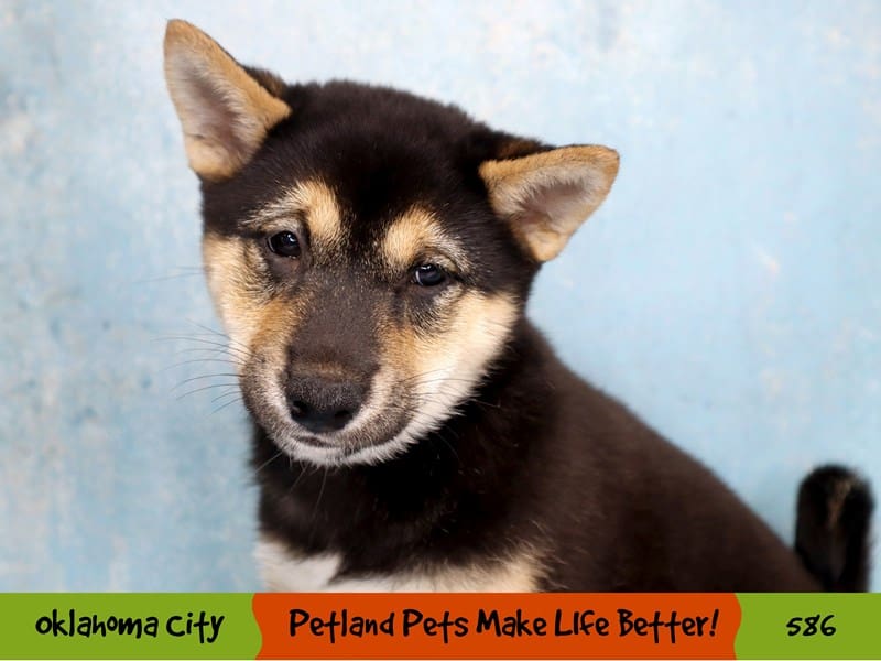 Shiba Inu Puppy Black and Tan ID:586 Located at Petland Oklahoma