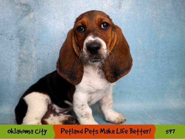 Basset Hound DOG Female Black White and Tan 597 Petland Oklahoma City & Tulsa