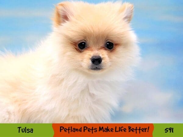 Pomeranian DOG Female Cream 591 Petland Oklahoma City & Tulsa