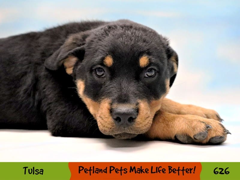 Rottweiler Puppy Black and Mahogany ID:626 Located at Petland