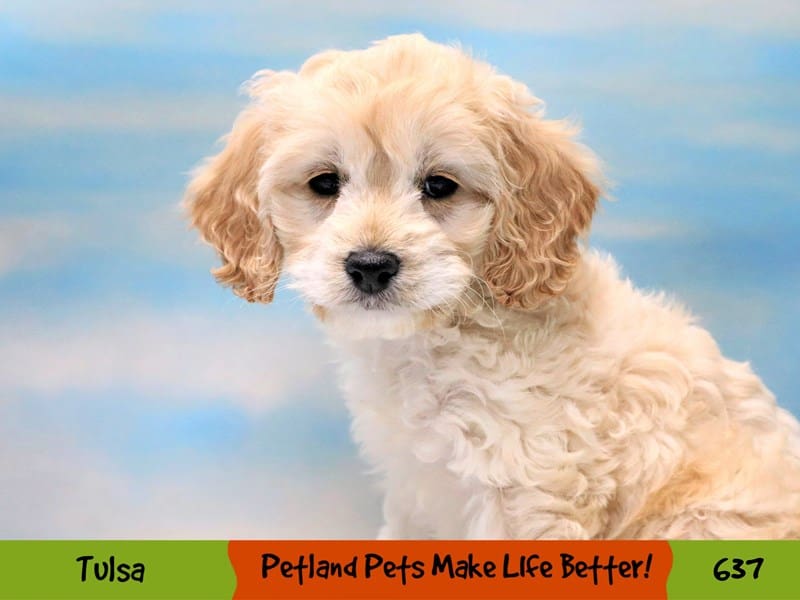 Cockapoo Petco Cockapoo Puppy Buff ID:637 Located at Petland Oklahoma City & Tulsa