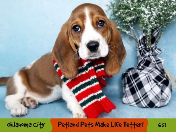 Basset Hound DOG Female Red / White 651 Petland Oklahoma City & Tulsa