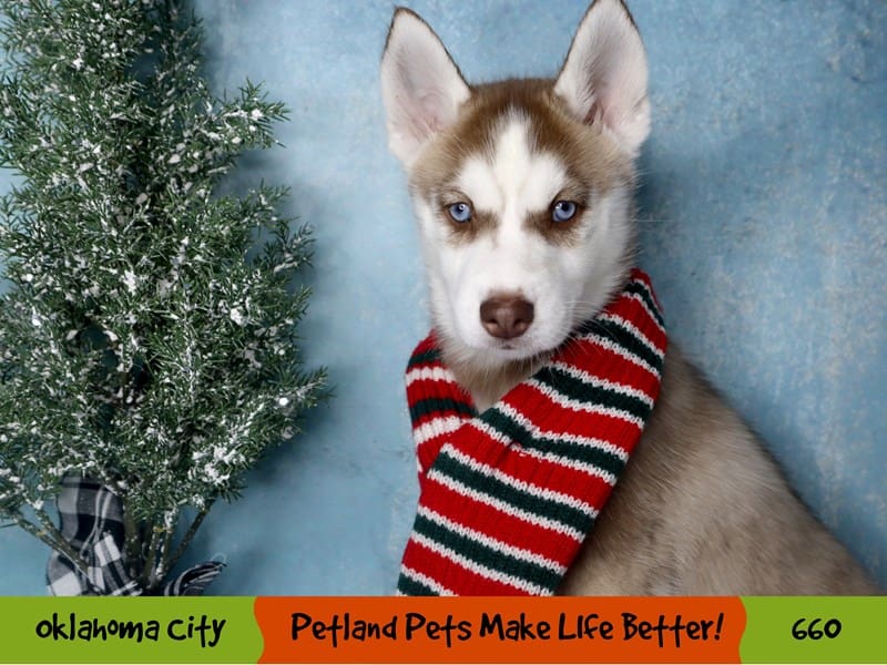 Siberian Husky Puppy Copper and White ID:660 Located at Petland