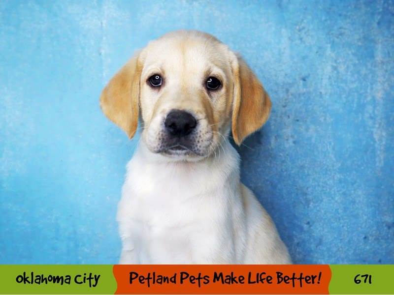 Labrador Retriever Puppy Yellow ID:671 Located at Petland Oklahoma