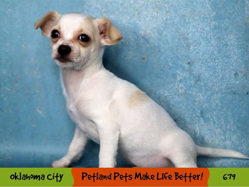 C*a様 Chihuahuaページ Chihuahua Puppy Cream ID:679 Located at Petland Oklahoma City & Tulsa