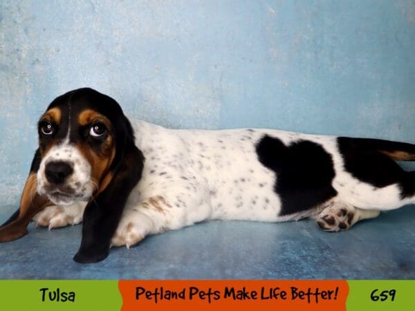 Basset Hound DOG Female Black White and Tan 659 Petland Oklahoma City & Tulsa