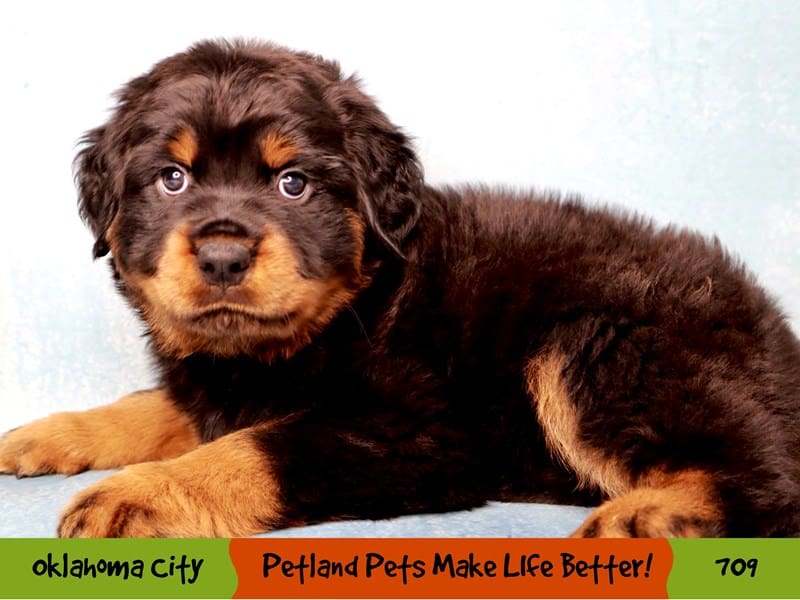 Rottweiler Puppy Black / Rust ID:709 Located at Petland Oklahoma City ...