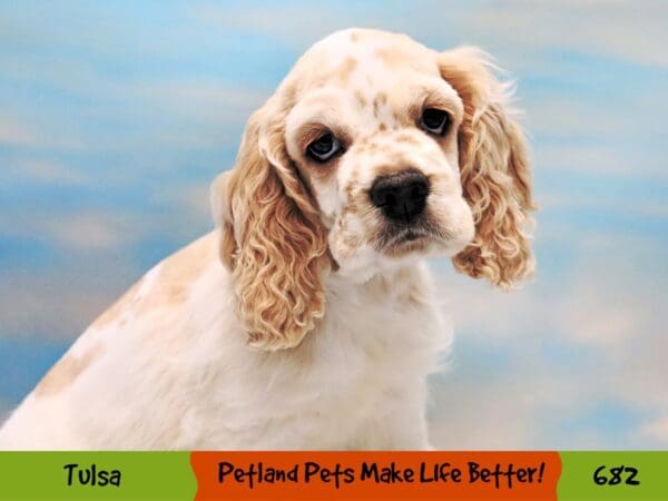 Cocker Spaniel DOG Male Buff and White 682 Petland Oklahoma City & Tulsa