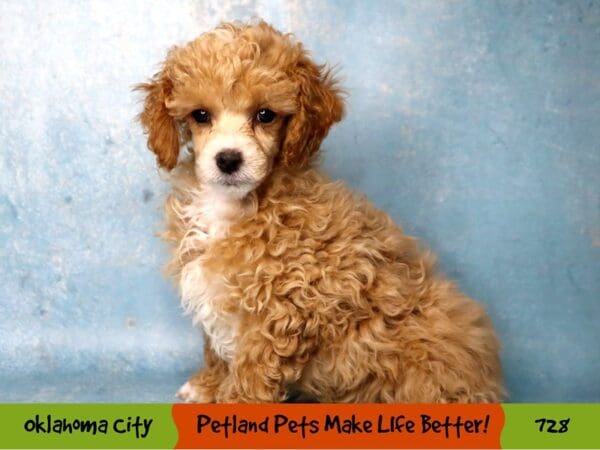 Poodle DOG Female Apricot 728 Petland Oklahoma City & Tulsa