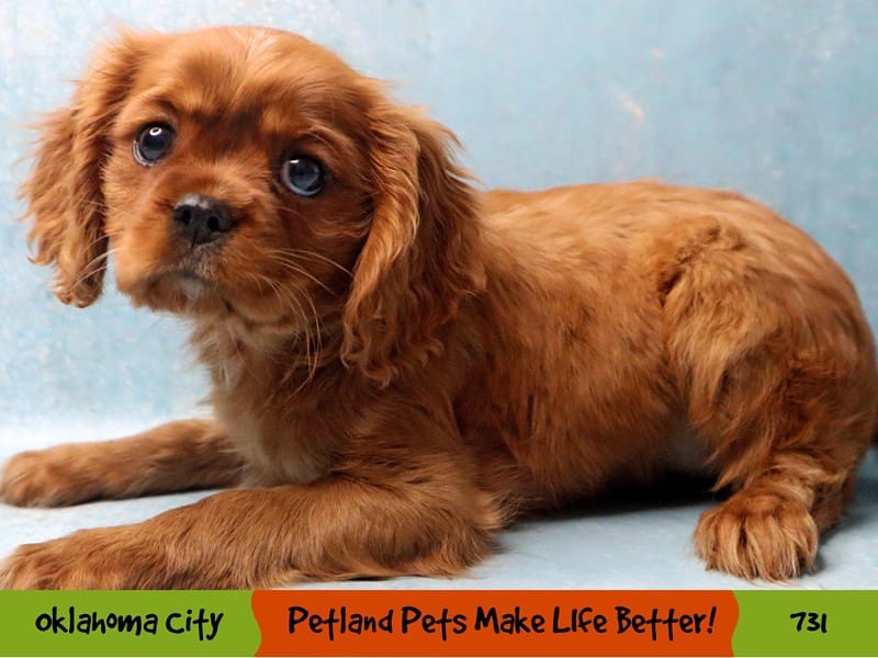 Cavalier King Charles Spaniel Puppy Ruby ID:731 Located at Petland