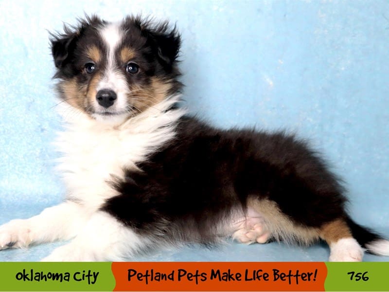 Shetland Sheepdog Puppy Black White and Tan ID:756 Located at