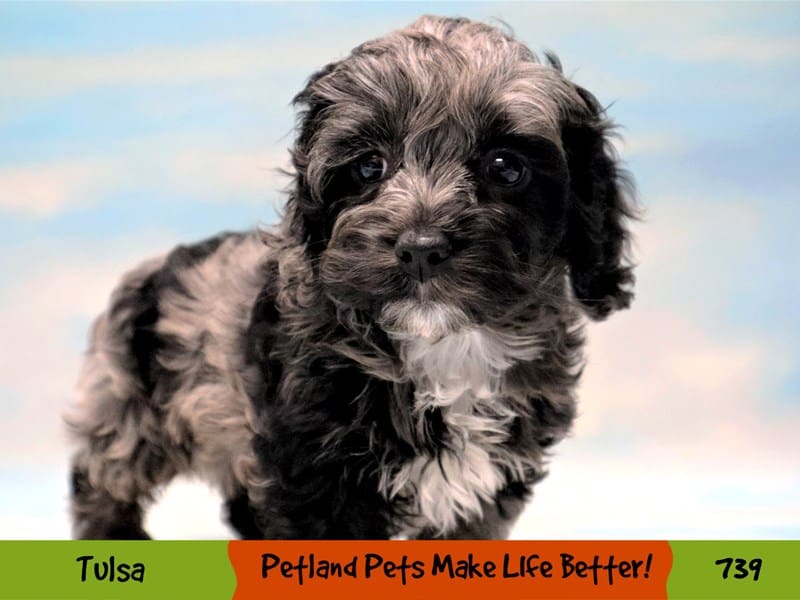 Cockapoo Puppy Blue Roan ID:739 Located at Petland Oklahoma City & Tulsa
