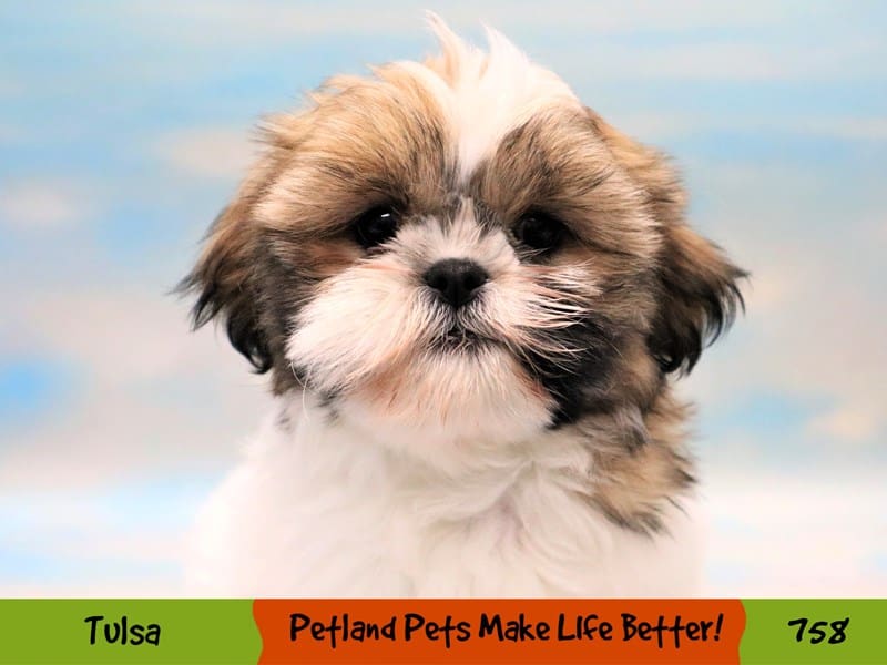 Shih Tzu Puppy Gold / White ID:758 Located at Petland Oklahoma