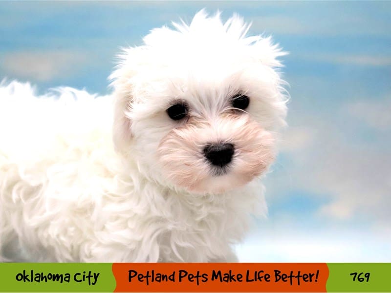 Maltese Puppy White ID:769 Located at Petland Oklahoma City & Tulsa