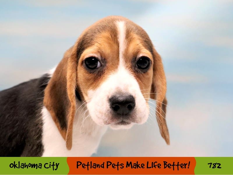 Beagle Puppy Black Red and White ID:782 Located at Petland