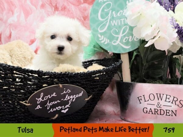 Bichon Frise DOG Male White 759 Petland Oklahoma City & Tulsa