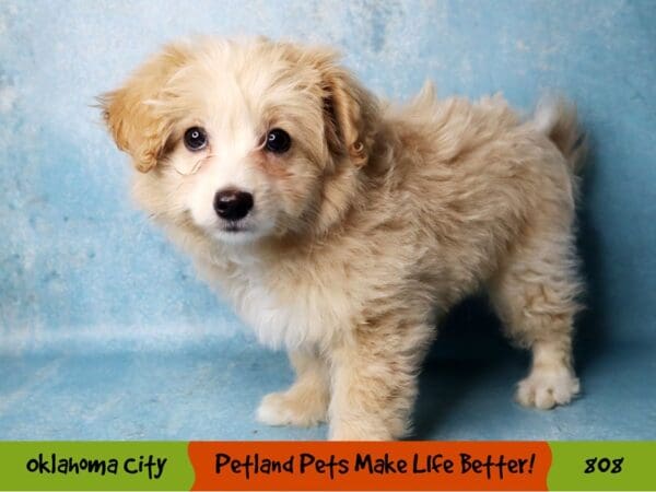 Eski-Poo DOG Female Brown 808 Petland Oklahoma City & Tulsa