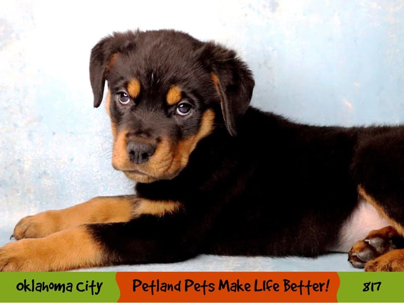 Rottweiler Puppy Black / Rust ID:817 Located at Petland Oklahoma City ...