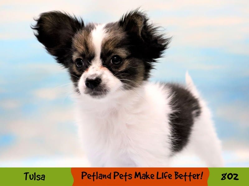 Papillon Puppy White Black and Tan ID:802 Located at Petland