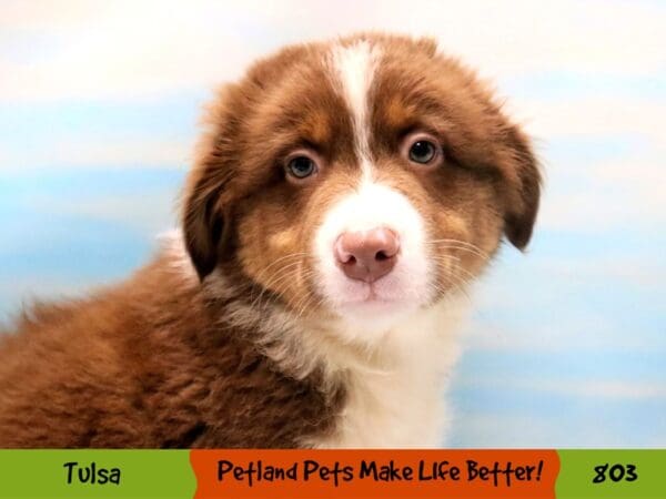 Australian Shepherd DOG Male Red 803 Petland Oklahoma City & Tulsa