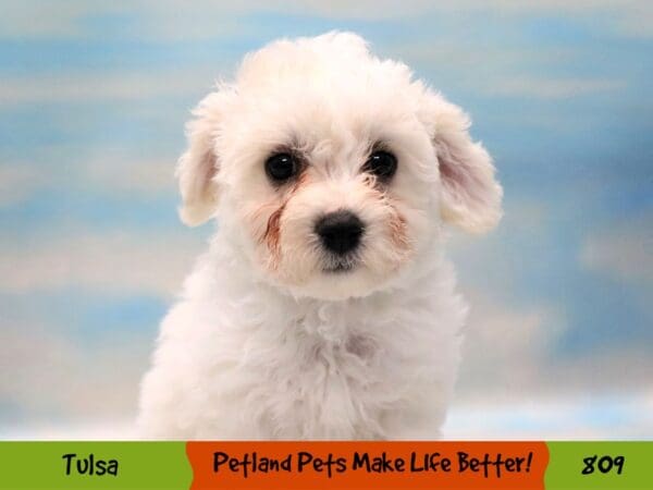 Bichon Frise DOG Female White 809 Petland Oklahoma City & Tulsa